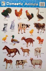 Animals